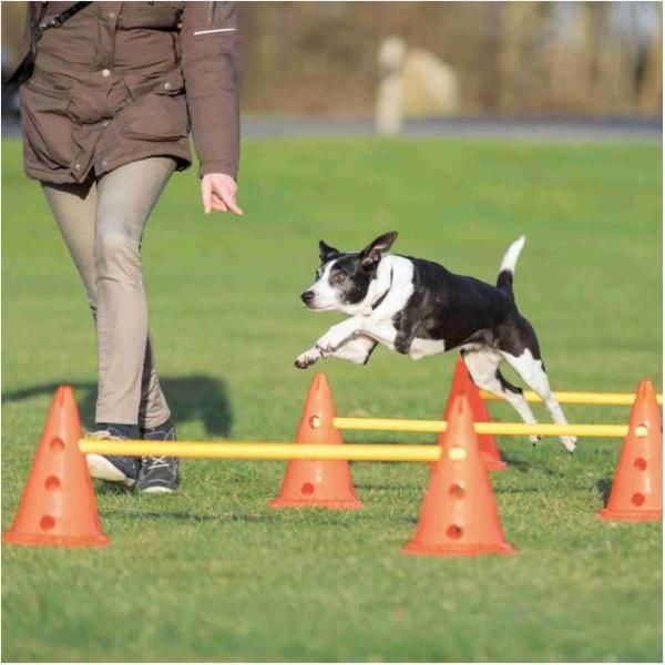 Hindernis set met pionnen (4 pionnen, 2 stangen) | Veldmateriaal