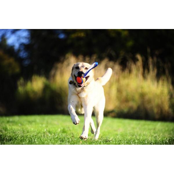 Chuckit Ultra Tug M 6 cm | Ballen