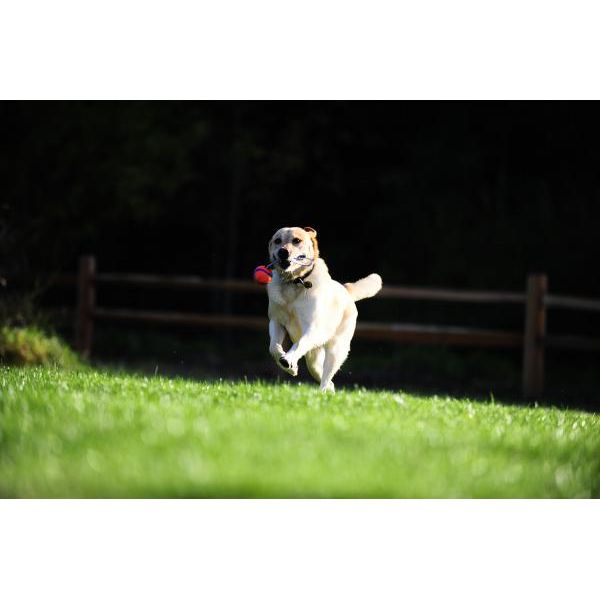 Chuckit Ultra Tug M 6 cm | Ballen