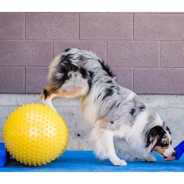 FitPAWS Peanut - Geel - 40cm