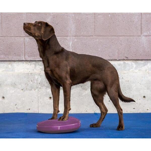 FitPAWS Balance Disc honden - Razzleberry
